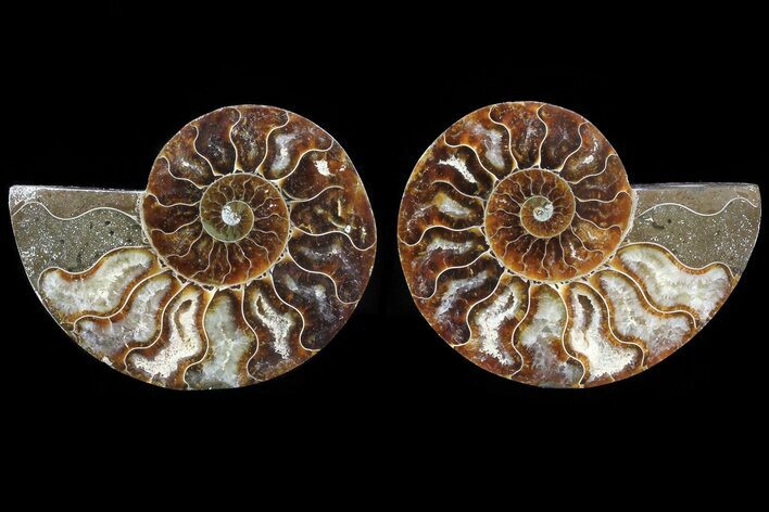 Cut & Polished Ammonite Fossil - Agatized #82321